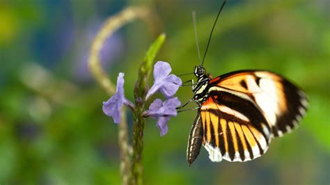 Unraveling the Genetics of Magic Butterflies